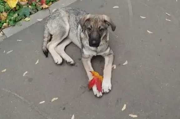 Найдена собака, Москва, фото: Найден щенок, Волгоградский пр-т, 66 к2