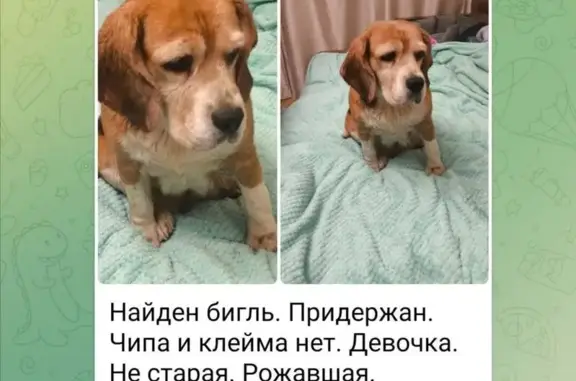 Поиск домашних животных, фото: Найдена бигль, ул. Газопровод, Москва