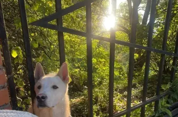 Пропала лайка, Центр. ул. 11, Корсаково-1