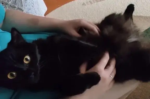 Кошки потеряшки, Красноярск, фото: Потеряшка кошка, ул. Юности, 25, Красноярск