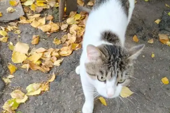 Кошка найдена, ул. Народная Стройка, 4