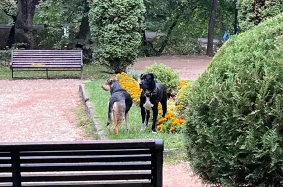 Найдена собака, Кисловодск, фото: Чёрный боксёр найден: Крепостной пер., Кисловодск