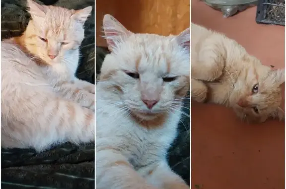 Найдена кошка, Ленинградская область, фото: Найден кот, Петровское СНТ, Ленобласть