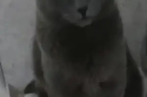 Кошки потеряшки, Тулун, фото: Потеряшка кот, ул. Прянишникова 1, Тулун