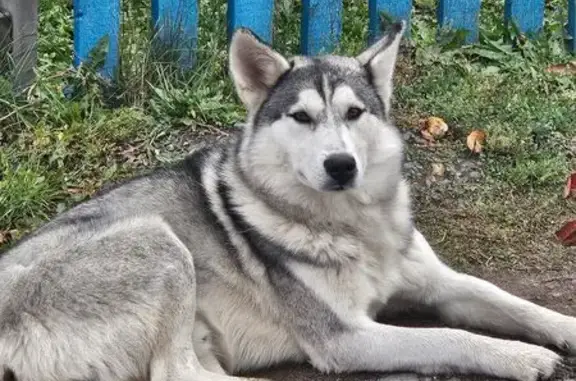 Найдена собака, Тулун, фото: Найдена собака, Школьный пер., 17А, Тулун