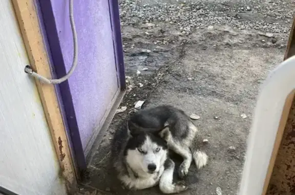 Найдена собака, Челябинск, фото: Собака найдена: ул. Сталеваров, 22, Челябинск