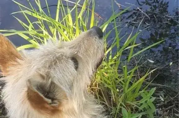 Пропала собака, Бессоновка, Пенз. обл.