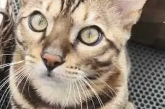 Кошки потеряшки, Вологодская область, фото: Потеряшка бенгальская кошка, Ирдоматское СП