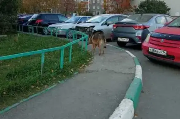 Собака найдена в Копейске, Челябинск.