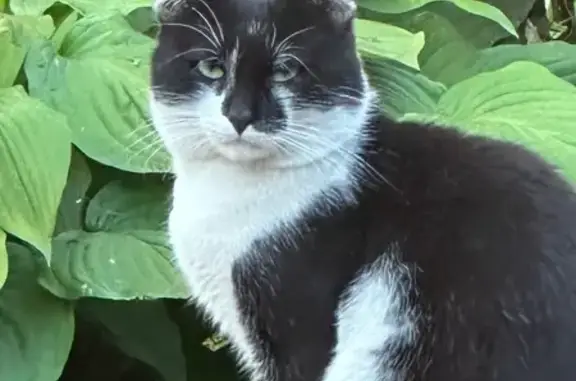 Кошка найдена: Выездная ул, 29, Подвязново