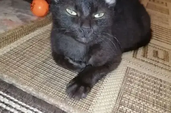 Кошки потеряшки, Лянтор, фото: Потеряшка кошка, 49, Лянтор