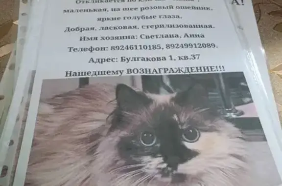 Кошки потеряшки, Усть-Илимск, фото: Потеряшка кошка, ул. Булгакова, 1, Усть-Илимск
