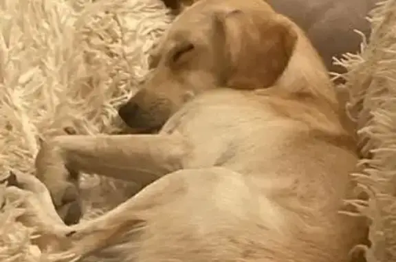 Собаки потеряшки, Ростов-на-Дону, фото: Потеряшка собака, Поддубного 10, Ростов-на-Дону