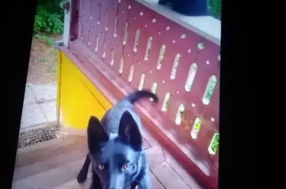 Пропала собака, Заречная ул., Малаховка