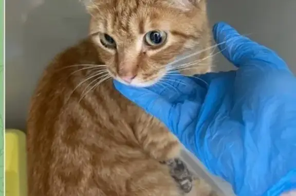 Кошка найдена: Верхнепечёрская 2, НН