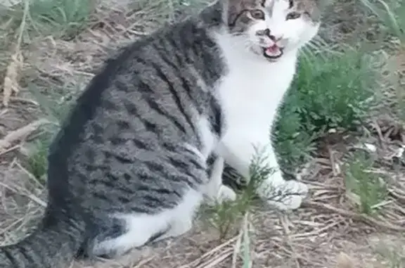 Кошки потеряшки, Дзержинск, фото: Потеряшка котёнок, Северное шоссе, 571