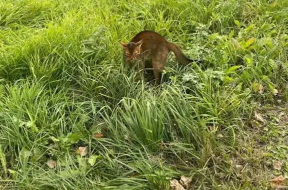 Найдена кошка, Ярославль, фото: Абиссинский кот найден, ул. Павлова, Ярославль