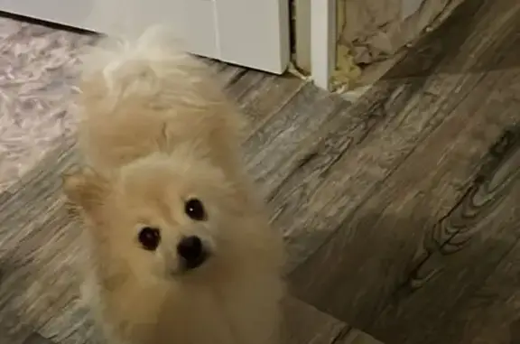 Найдена собака, Хабаровск, фото: Собака найдена: ул. Менделеева, 13, Хабаровск