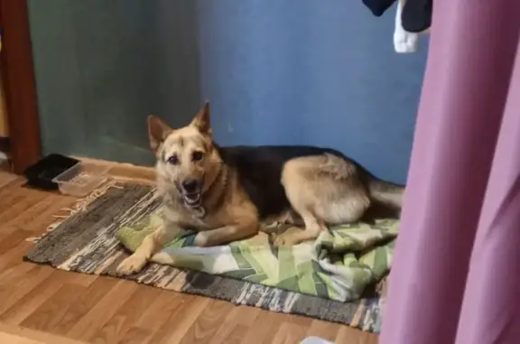 Собаки потеряшки, , фото: Потеряшка собака, Школьная ул. 44А, Ижевск