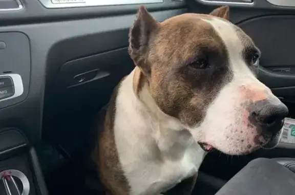 Найдена собака, Алешня, фото: Собака найдена: Центральная ул, 24, Алешня