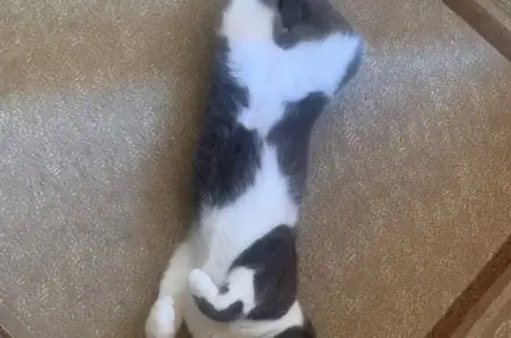 Пропала кошка, пр. Королёва 12, Ростов-на-Дону