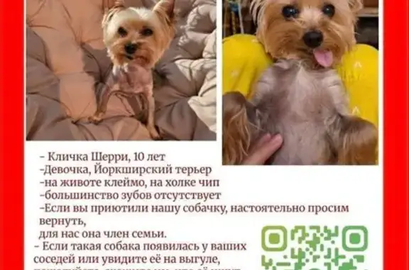 Пропала собака в Челябинске, йоркширский терьер