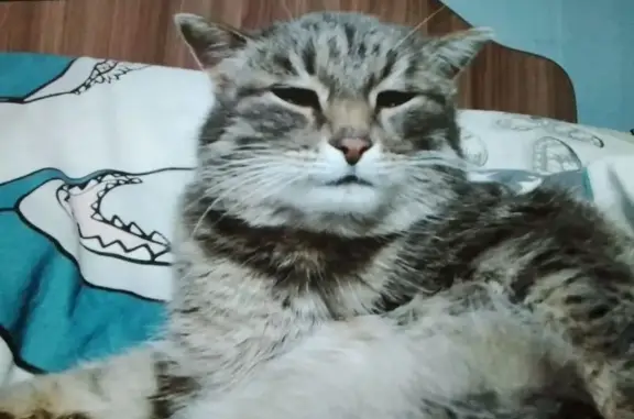 Кошки потеряшки, Улан-Удэ, фото: Потеряшка кошка, ул. Камова, 6, Улан-Удэ