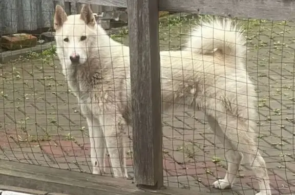 Пропала собака, Корсаково-1, Хабаровск
