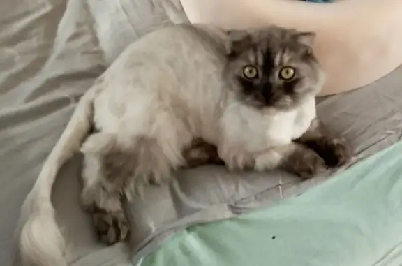 Кошки потеряшки, Ульяновск, фото: Потеряшка кот, Камышинская 21, Ульяновск