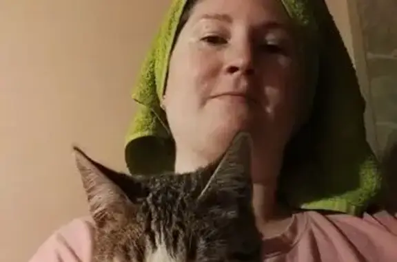 Найдена кошка, Покров, фото: Кошка найдена на Карла Либкнехта, 14