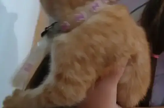 Кошка найдена: ул. Петра Сухова, 2