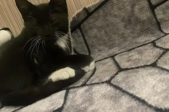 Пропала кошка, ст. Елизаветинская, Виноградная 50