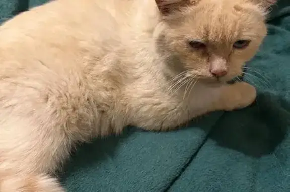 Найдена кошка, Москва, фото: Кошка найдена: Медынская ул, 5Б, Москва