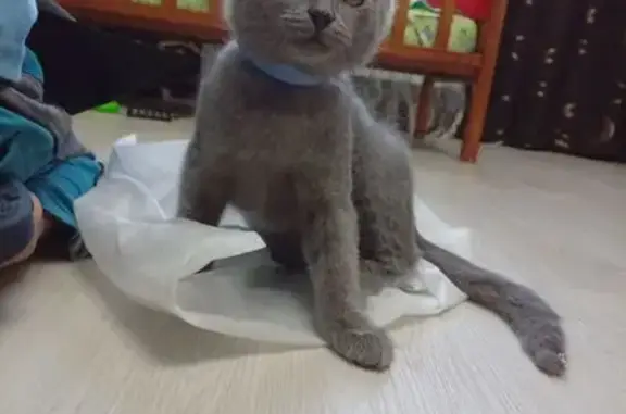 Пропал котёнок, Садовая 58, Песчанка