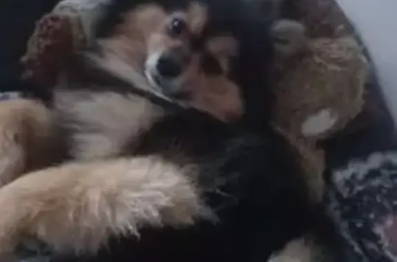 Собаки потеряшки, Краснодарский край, фото: Потеряшка собака, ул. Салтыкова-Щедрина