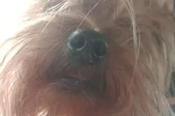 Собаки потеряшки, Кемерово, фото: Потеряшка собака, Коммунистическая 122, Кемерово