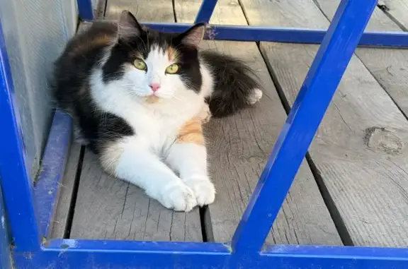 Пропала кошка, Минусинск, Красноярск