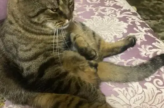 Пропала кошка, пр. Зерюнова 7/2, Ухта