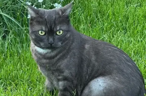 Пропала кошка, Береговая ул. 6, Смирновский