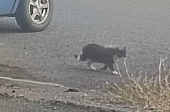 Кошка найдена: Гагарина 48/1, Оренбург