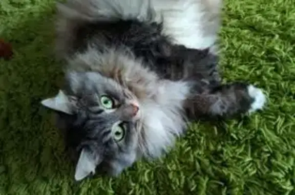 Кошки потеряшки, Уфа, фото: Потеряшка кошка, Уфа, ул. Ахметова 296/3