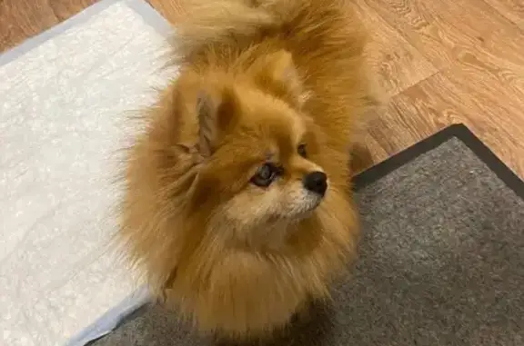 Найдена собака, Иваново, фото: Найдена собака, 1-й Балинский пер., Иваново