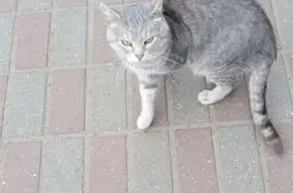 Кошка найдена: Третьяковский пер., 21, Тверь