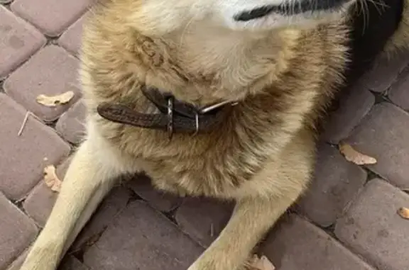 Собаки потеряшки, Нижний Новгород, фото: Потеряшка собака, Безлесная ул., Н. Новгород