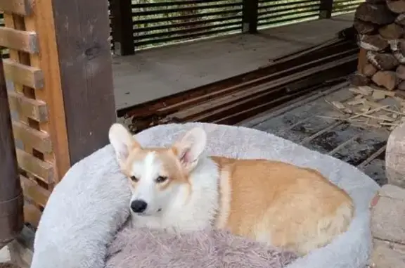 Пропал корги, Следневское СП, Владимирская обл.