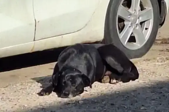 Найдена собака, Нижний Новгород, фото: Найден пес у магазина 