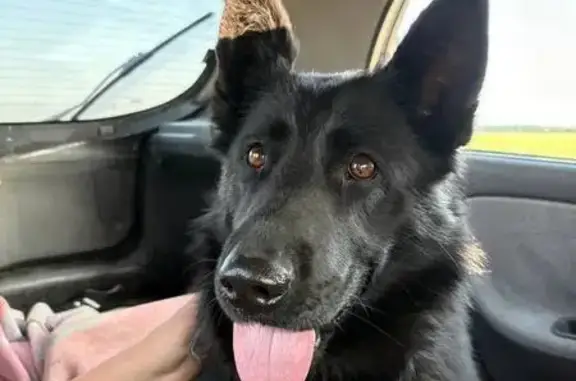 Собаки потеряшки, Курск, фото: Потеряшка овчарка, ул. Ильича 9, Курск