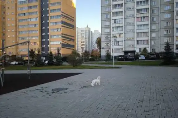 Найдена собака, ул. Академика Королёва