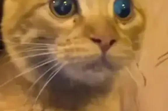 Кошка найдена, ул. Антонова-Овсеенко, Воронеж