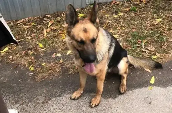 Пропала собака, район Канищево, Рязань